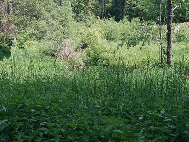 Grunt na sprzedaż w Narew, Podlaskie