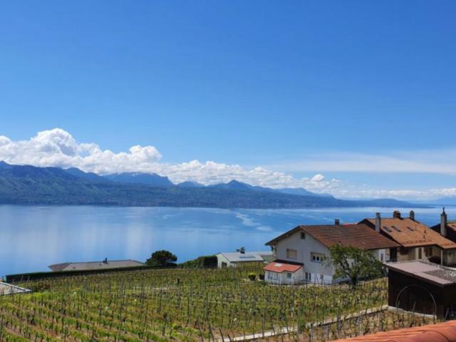 Attikawohnung kaufen in Bourg-en-Lavaux, Waadt