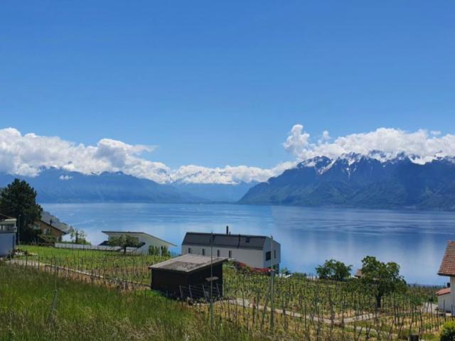 Attikawohnung kaufen in Bourg-en-Lavaux, Waadt