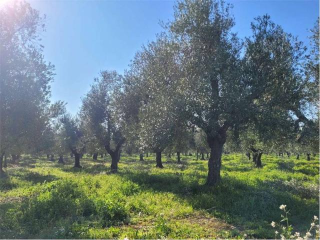 Locale Commerciale in vendita a Puglia, Barletta-andria-trani