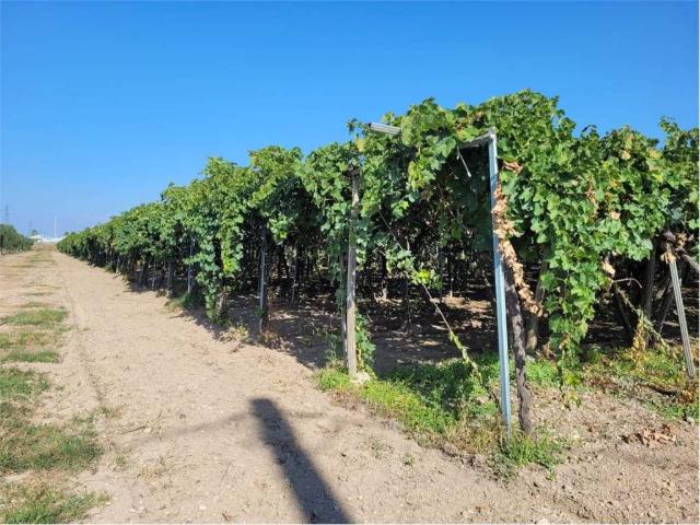 Terreno in vendita a Puglia, Foggia