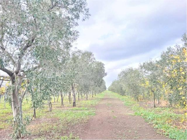 Locale Commerciale in vendita a Puglia, Foggia