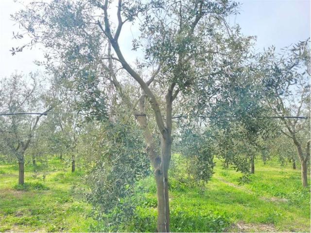 Locale Commerciale in vendita a Puglia, Foggia