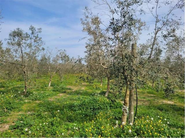 Locale Commerciale in vendita a Puglia, Foggia