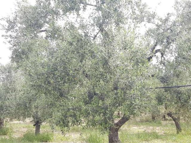 Locale Commerciale in vendita a Puglia, Foggia
