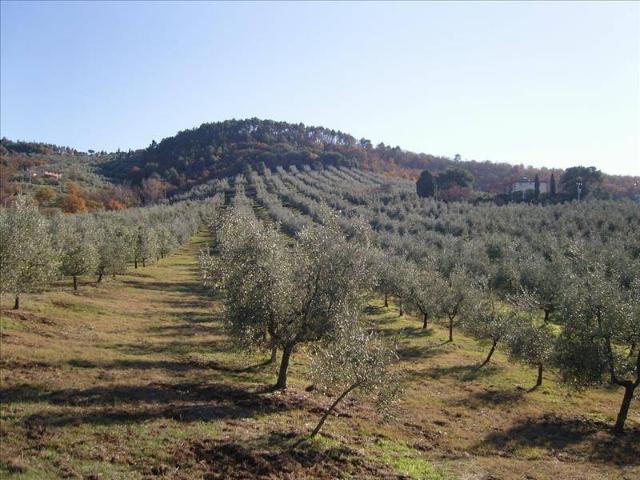 Locale Commerciale in vendita a Caselle, Paciano