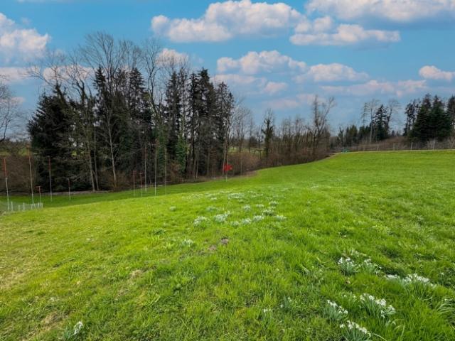 Wohnung kaufen in Berg (SG), St. Gallen