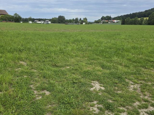 Grundstück kaufen in Schalchen, Oberösterreich