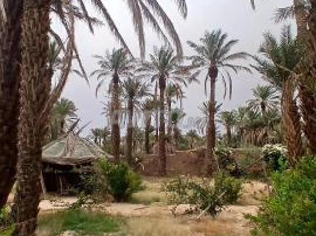Propriété vente à Zagora