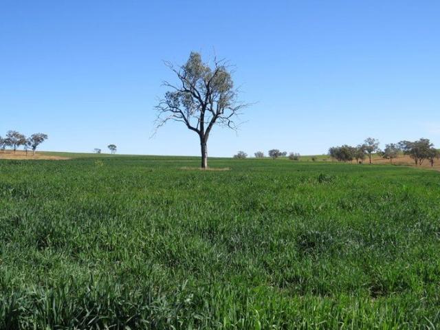 Land for sale in Yetman, New South Wales