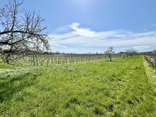 Grundstück kaufen in Jois, Burgenland