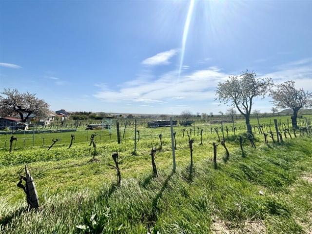 Grundstück kaufen in Jois, Burgenland