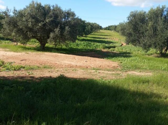 Propriété vente à Beni Khalled