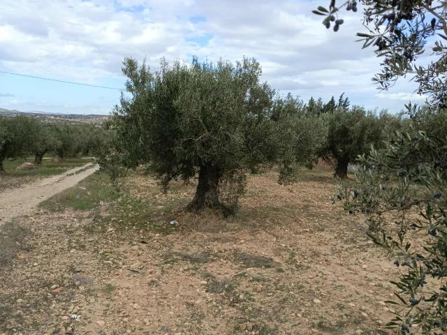 Terrain vente à Beni Khalled