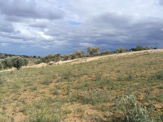 Terrain vente à Bir Mcherga