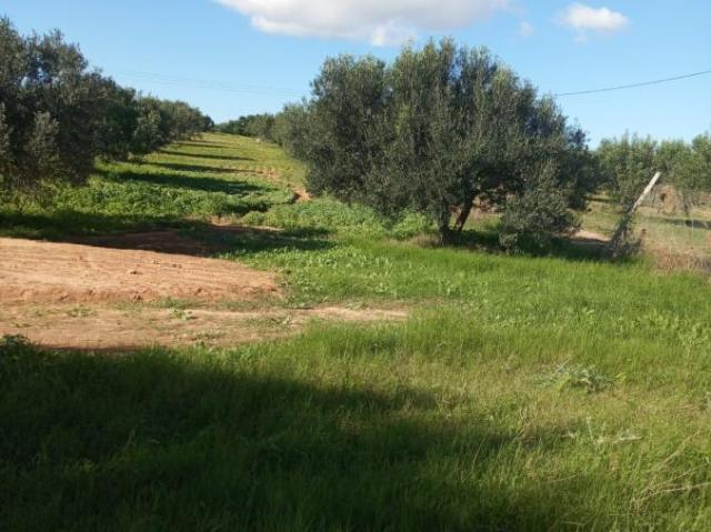 Propriété vente à Nabeul, Beni Khalled