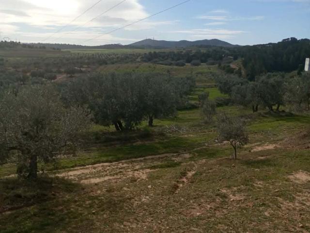 Terrain vente à Beni Khalled