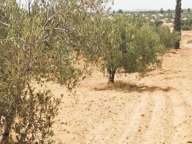 Terrain vente à Bir Mcherga