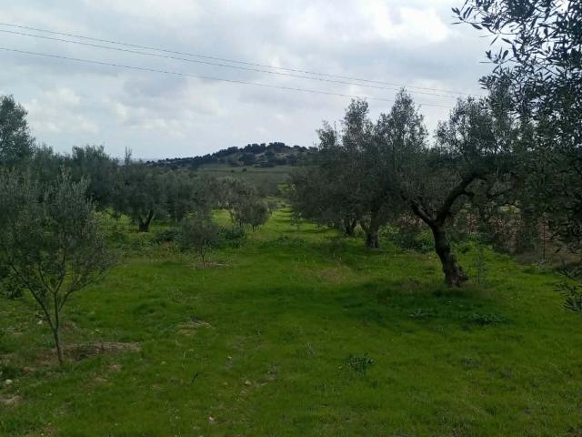 Terrain vente à Bir Mcherga