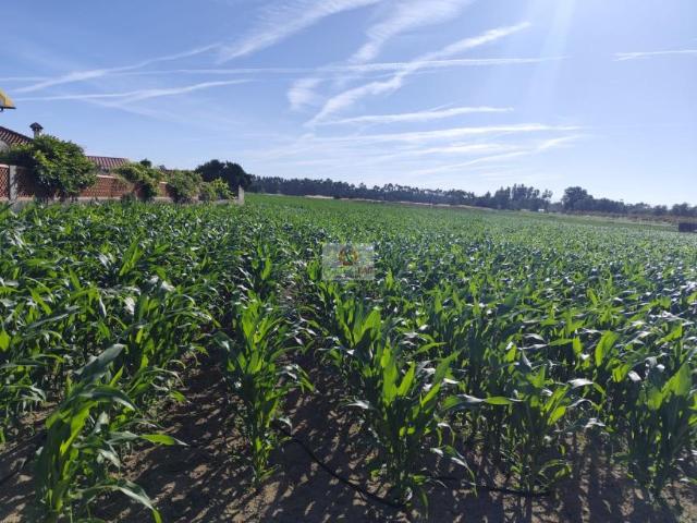 Terreno venda em Ponte De Vagos, Aveiro