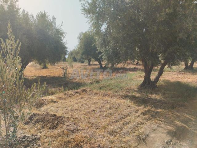 Propriété vente à L'Oriental