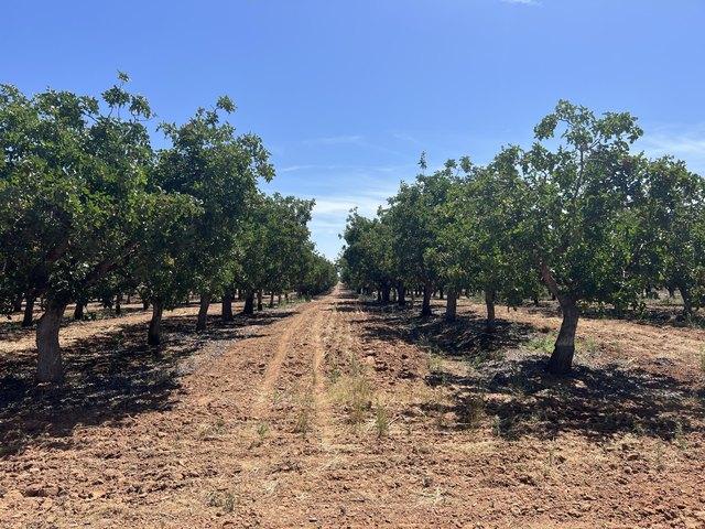 Land for sale in Madera, California