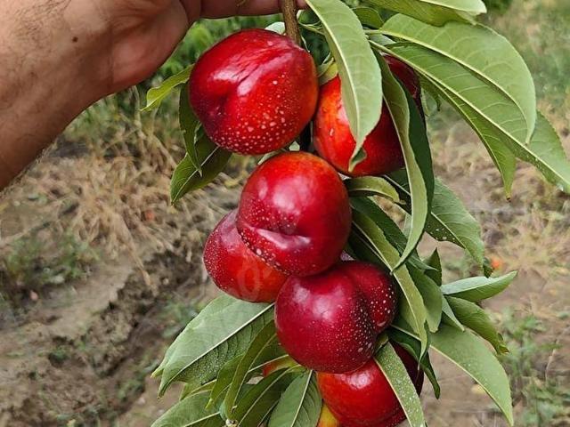 Akdeniz, Mersin içerisinde satılık Arsa