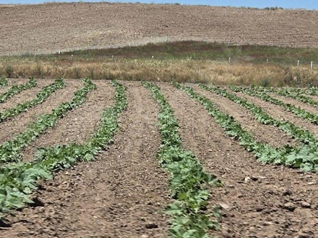 Ayaş, Ankara içerisinde satılık Arsa