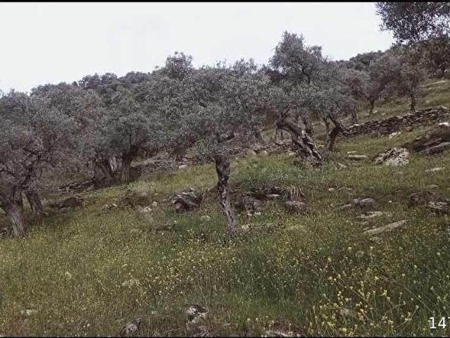 Kirazderesi, Çine içerisinde satılık mülk