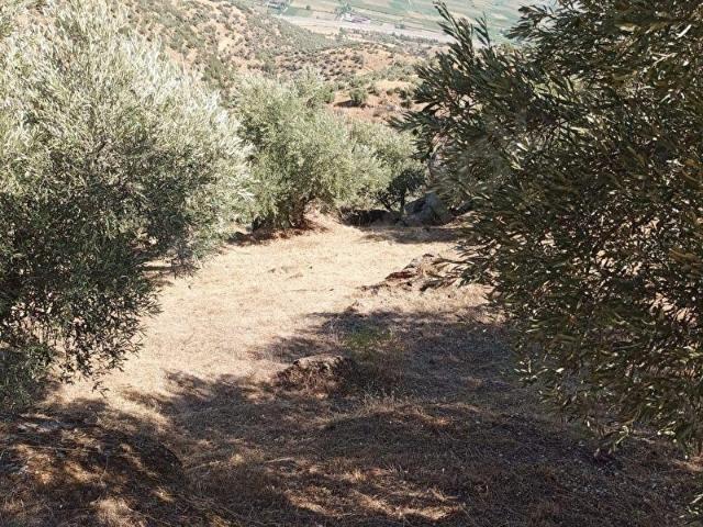 Yenipazar, Aydin içerisinde satılık mülk