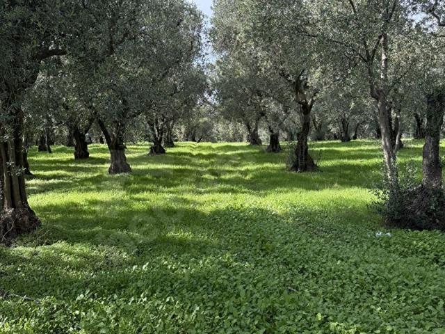 Orhangazi, Bursa içerisinde satılık mülk