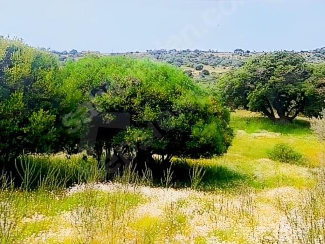 Ayvacik, Çanakkale içerisinde satılık Arsa