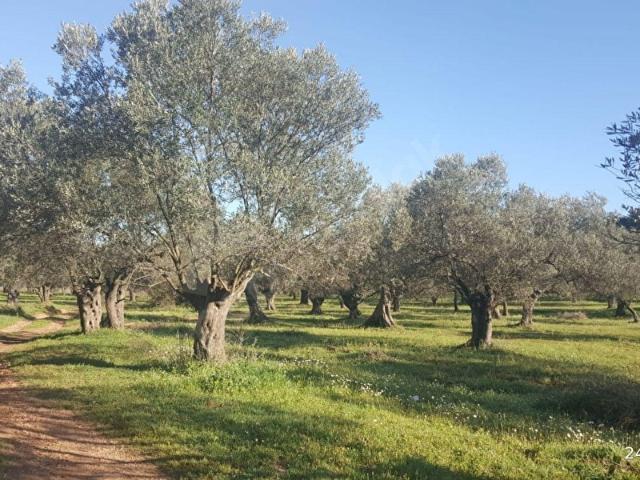 Ayvalik, Balikesir içerisinde satılık mülk