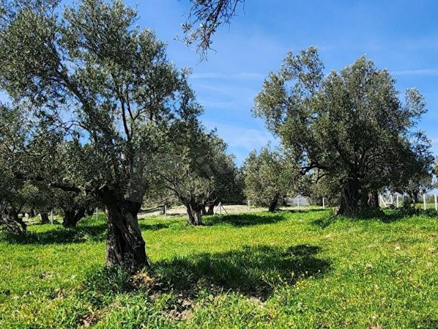 Ayvalik, Balikesir içerisinde satılık mülk