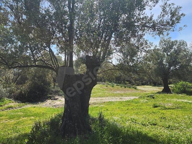 Ayvalik, Balikesir içerisinde satılık mülk