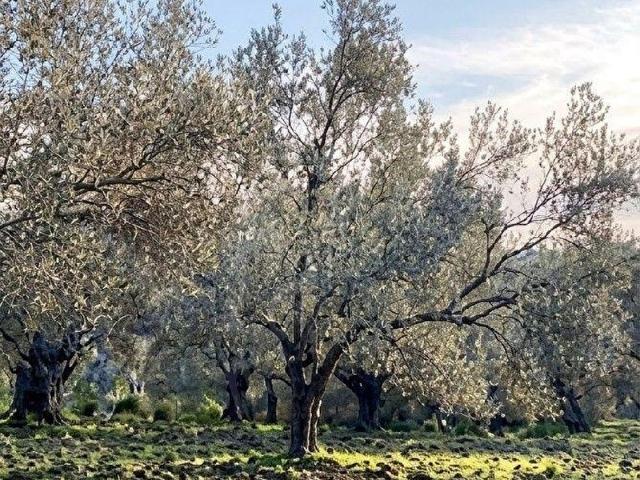 Kazım Karabekir Mahallesi, Ayvalık içerisinde satılık mülk