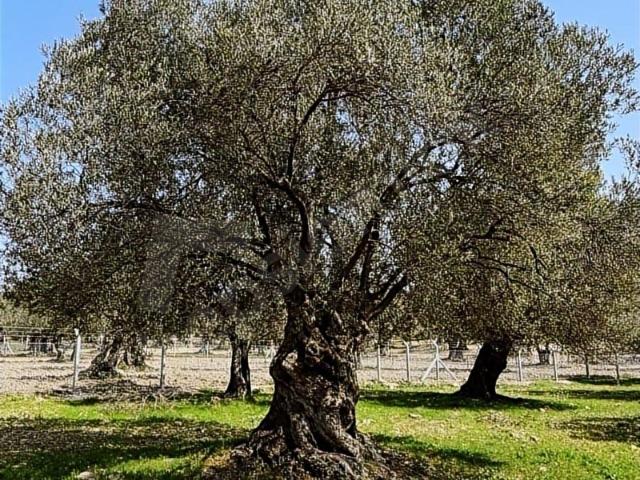 Ayvalik, Balikesir içerisinde satılık mülk