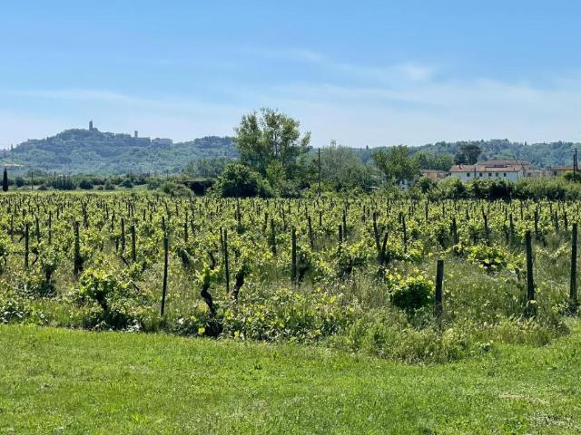 Rustico in vendita a San Miniato, Toscana