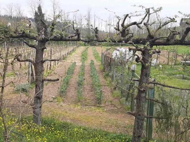Rustico in vendita a Torrita, Toscana