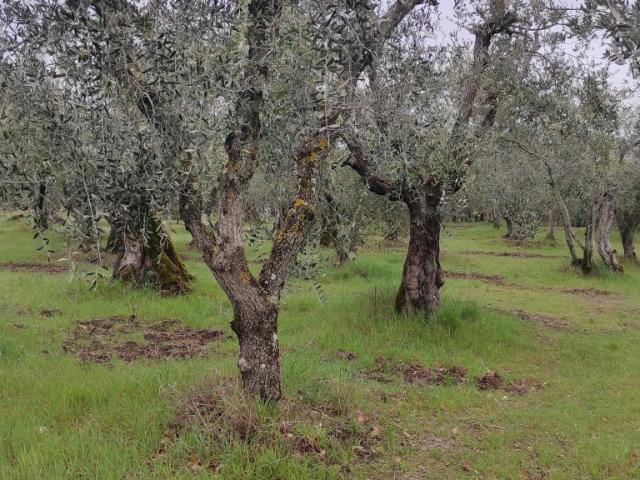 Rustico in vendita a Trequanda, Toscana