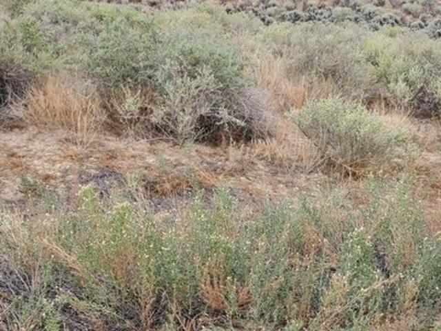Land for sale in New Mexico