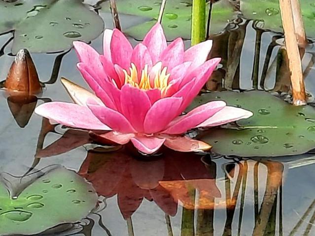 Gewerbe kaufen in Neuprießenegg, Hermagor