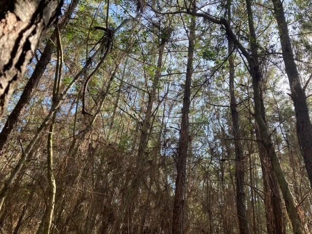 Land for sale in Mount Hermon, Louisiana