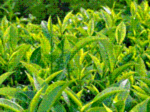 Bất động sản bán tại Buôn Hồ, Đắk Lắk