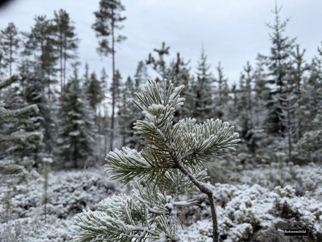 Gård till salu i Torsby, Värmland