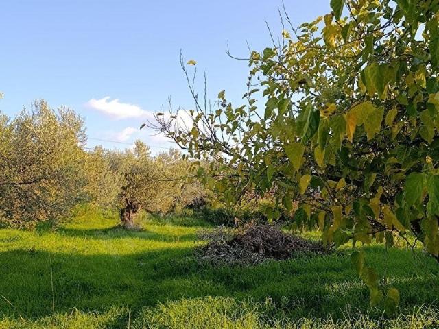 Dikili, İzmir içerisinde satılık Bina