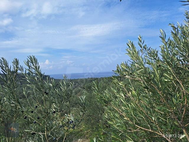 Dikili, İzmir içerisinde satılık Arsa