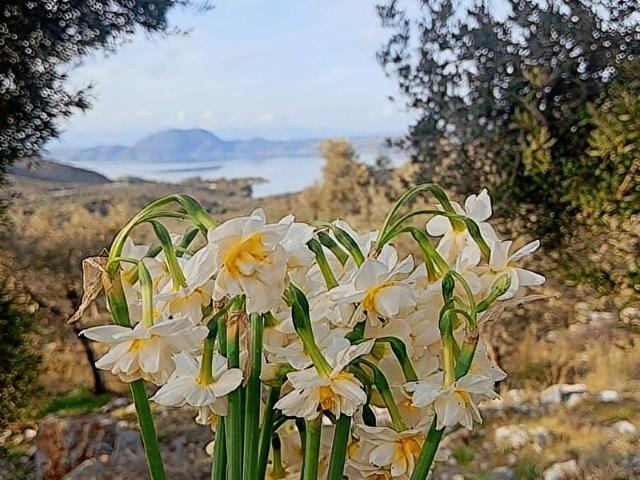 Milas, Muğla içerisinde satılık mülk