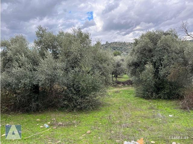 Milas, Muğla içerisinde satılık mülk