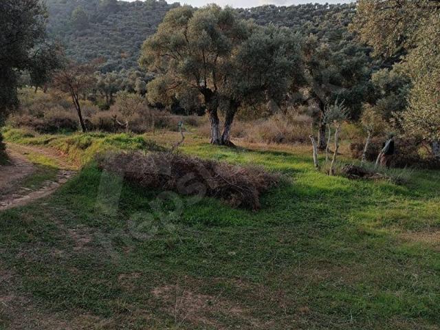 Milas, Muğla içerisinde satılık mülk